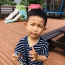 세모난나무 이미지