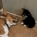 우리동네개냥이 네이버블로그