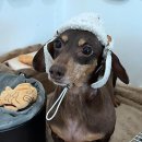 댕댕이살롱 이미지