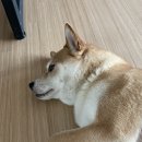 루프탑&amp;바베큐(루바) | 가평 독채형펜션 애견동반가능펜션 루바 루프탑 바베큐 아이와가볼만한곳 에어비앤비로 예약해서...