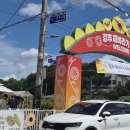 함안 군북 강주 해바라기축제 이미지