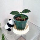 커피나무 | 커피나무 삽목 성공 6개월 과정 후기