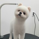 살롱드뚜뚜 이미지