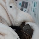 서울하은동물병원 이미지