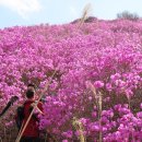 여수영취산 진달래축제 &amp; 전국 노래자랑 3월23일~24일 이틀간 진행 이미지
