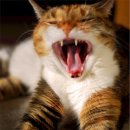 소리나라 이미지