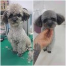 사랑해줄개 이미지