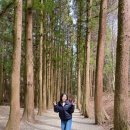 베스트텔레콤 | 보성 가볼만한곳 대한다원 녹차밭 후기 사진 명소 여행 코스 추천