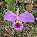 Cattleya mossiae 'Monster Ballon' 이미지