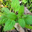 지초한의원 이미지