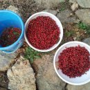 일식농장 이미지