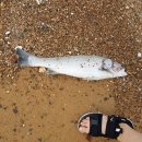 쏠플레오 | [충남 여행] 태안 숙소 프라이빗 해변과 바다, 수영장을 가진 갯벌 맛집 펜션 쏠플레오 후기