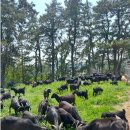 대한흑염소 이미지