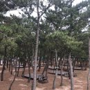 [영덕 고래불국민야영장] B49 사이트추천 / 2박3일 퇴근캠 먹캠/ 알피쿨개시 / 캠핑요리