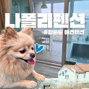 라피네 애견스파 | 강화도 애견동반 펜션 스파 나폴리펜션 내돈내산 후기 (강아지 운동장/개인 스파)
