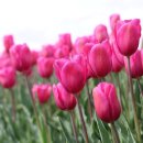 골프존J 이미지