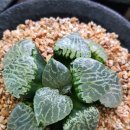 수정-101 이미지