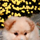 보미농장 이미지