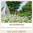 정원 | 원주 샤스타데이지명소 내돈내산 원주카페 사진정원 후기