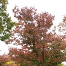 장산억새밭 이미지