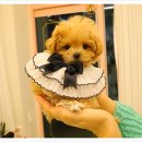 플랜멍 강아지분양 대구본점 이미지