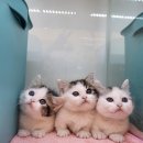 똥강아지 김해 강아지분양 고양이분양 이미지