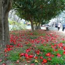 새벽-숲 이미지