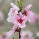 복숭아꽃살구꽃 이미지