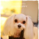 백설애견 이미지