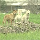 신토불이 이미지