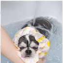 즐거운 애견미용 | 천안애견미용 아이들도 즐거운 미용실 체험 후기