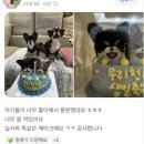 댕까댕까 이미지