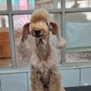 달이네 애견미용실 이미지