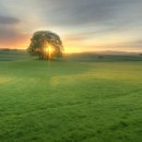 나무한그루 이미지