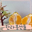 바티 | 타이벡감귤 한라봉 명절선물 바티가다 솔직후기
