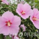 무궁화 이미지