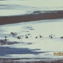 순천만 흑두루미 국제 심포지엄 이미지