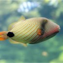 트리거 피쉬 (Triggerfish)