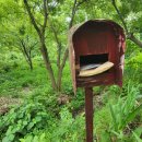 우체국 이팝나무 이미지