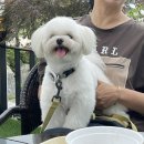 L.cafe엘카페