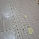 안녕고양이 | 강마루찍힘 강아지 고양이 마루긁힘 복원한 후기