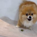 스마일덴탈 | 🐶 테일스마일 스마일츄 후기 /강아지덴탈껌·강아지간식으로 건강도 챙기고, 웃음도 챙겼어요