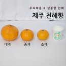미라농원 | 동박귤농원 제주 천혜향 소과 중과 대과 3kg, 5kg, 10kg 크기와 무게(feat. 첫 판매후기)