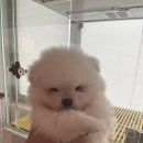 부산강아지분양 퍼피룸 이미지
