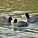 한시 산책(북창 칠언절구 2-2)-靑嵐(청람)/반산 한상철 이미지