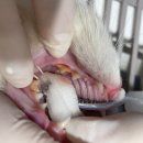 엑슬루 동물병원 이미지