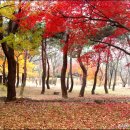 고운꽃 이미지