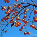 나의살던고향은 이미지