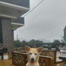 마당안집 이미지