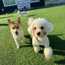 퍼스트 독 스쿨 이미지